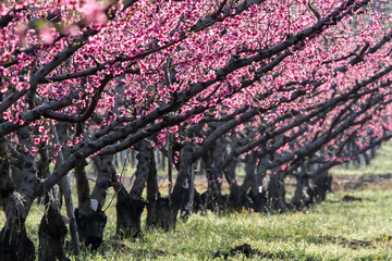 cilegi in fiore