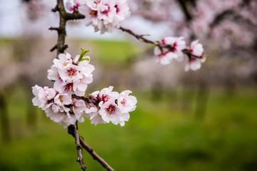 mandorli in fiore