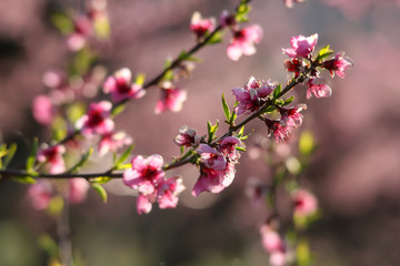 ciliegi in fiore