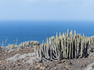 Endemic spurge called cardon on the Canary Island Fuerteventura.