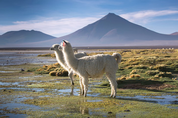 Lamas on the Colorada lagoon with flamingos on the plateau Altiplano, Eduardo Avaroa Andean Fauna...