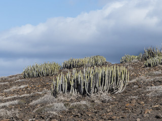 Endemic spurge called cardon on the Canary Island Fuerteventura.