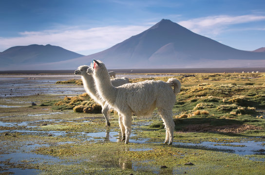 Lamas on the Colorada lagoon with flamingos on the plateau Altiplano, Eduardo Avaroa Andean Fauna National Reserve, Bolivia