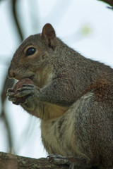 Squirrel in the park with tree