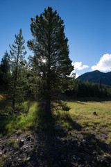 Obraz premium Sunny majestic Montana landscape of mountains forest and wilderness