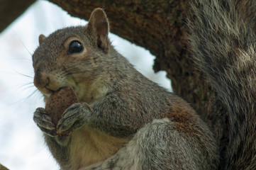 Squirrel in the park with tree