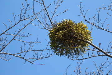 桜の木と宿り木
