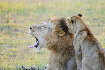 Naklejka premium Lion Couple - Masai Mara - Kenya