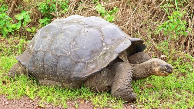 Giant Land Turtle eating grass