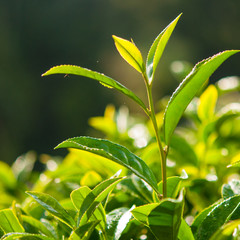 Tea leave in the field