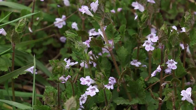 The Birdseye speedwell flowers on the hill
