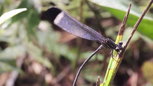 Dragonfly in Amazon rain forrest Ecuador
