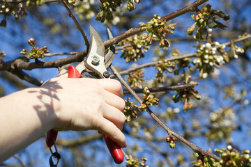 woman cut a branch of cherry tree with pruning scissors, garden work on a trees in springtime, buds...