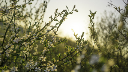 Blühende weiße Kirsche