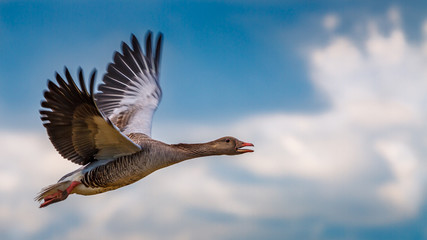 Graugans im Flug