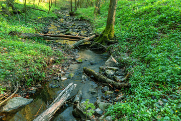 Forest with cutting wood and green pants along flowing river