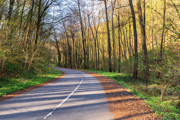 Asphalt road thru the forest with dramatics light