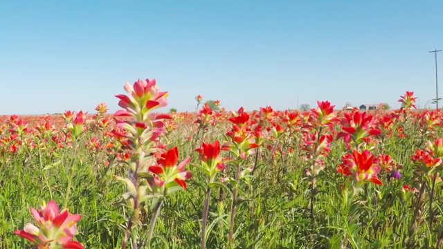 Pov. Point view of a field of beautiful wild  Texas paintbrush flowers.
