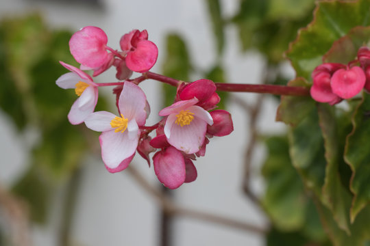 Eisbegonien, Makro