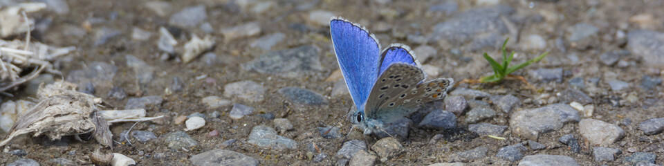 Hauhechel-Bläuling, Polyommatus icarus