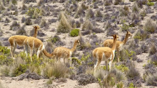 Vicuna (Vicugna vicugna) in the Andean mountains of Peru