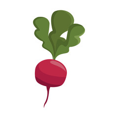beetroot vegetable icon over white background. colorful design. vector illustration