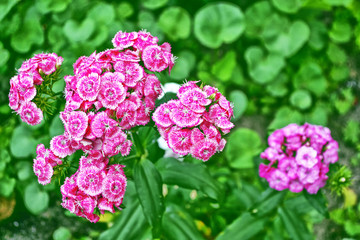 Bright and colorful carnation flowers