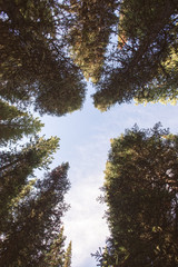 Obraz premium looking up through tall trees of forest into blue skies