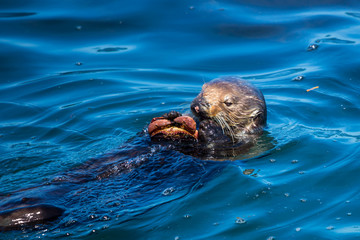 Sea otter with a crab