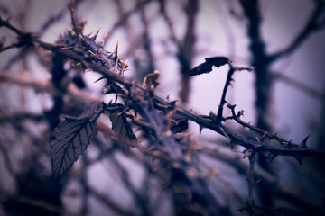Thorns bush. Artistic retro edit in purple tones with selective focus.