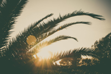Branches de palmier ou feuilles de palmier au coucher du soleil. Édition flou artistique rétro vintage.