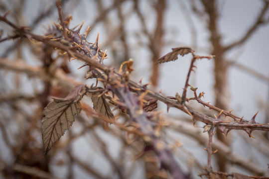 Thorns bush. Artistic retro edit in warm tones with selective focus.