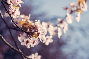 Spring tree branch in blossom, or cherry blossom. Artistic retro vintage edit background with selective focus and copy space for text.