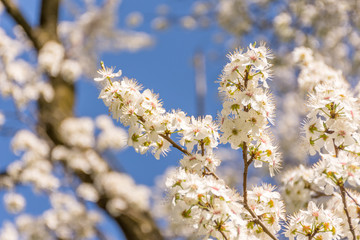 Spring tree branch in blossom, or cherry blossom. Artistic background with copy space for text.