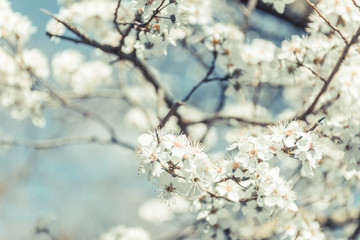 Spring tree branch in blossom, or cherry blossom. Artistic retro vintage background with selective focus and copy space for text.