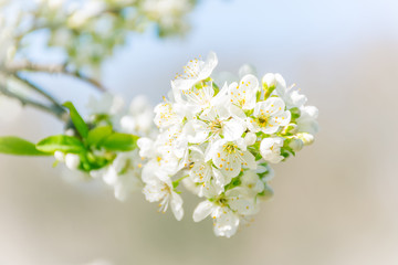Spring tree branch in blossom, or cherry blossom. Artistic background with selective focus and copy space for text.