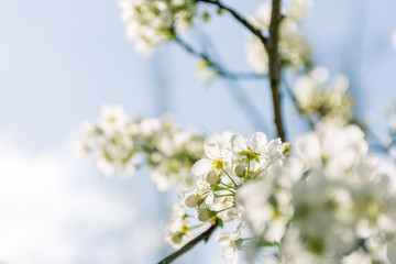 Spring tree branch in blossom, or cherry blossom. Artistic background with selective focus and copy space for text.