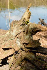 Baumstumpf an See