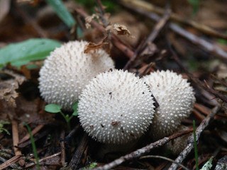 Spiky fungus © Chris McGuire