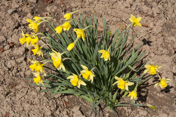 narcissus flowers spring photo