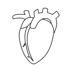 human heart organ icon over white background. vector illustration