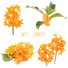 sweet osmanthus flowers