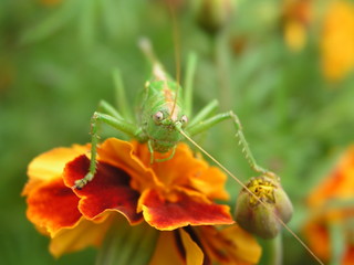 Green locust on a yellow marigold. Long locust mustache. Insect on a close-up flower.