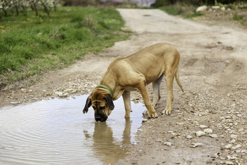 Bloodhound dog drinking water
