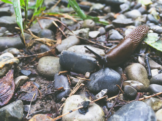 Brown Slug on Rocks