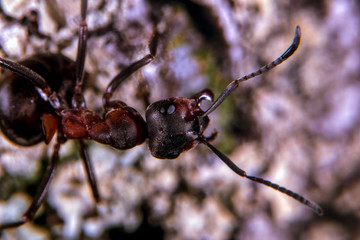 Red wood ant