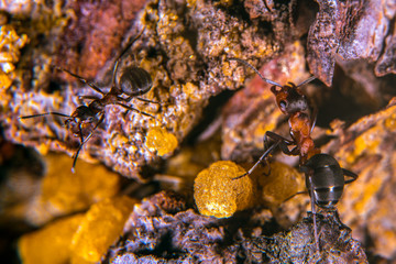Wood ant among resin on a pine tree