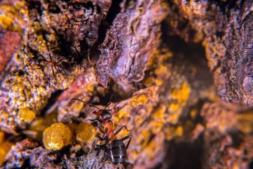 Wood ant among resin on a pine tree