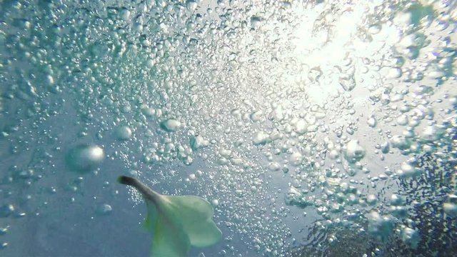Slow motion : Air bubble and flower Floating up to water surface 
