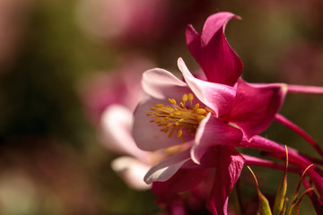 Pink Aquilegia flowers called Columbine